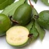 Pineapple Guava Seedling -Plant And Fruit Tree Store pineapple guava fruit 1 1