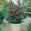 Alpha Pink Lemonade Blueberry -Plant And Fruit Tree Store pink lemonade 2