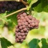 Pinot Gris Grape 2 Pinot Gris Grape -Plant And Fruit Tree Store pinot gris grape