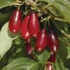 Pioneer™ Cornus Mas -Plant And Fruit Tree Store pioneercorneliancherry close