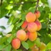 Pixie Cot Apricot -Plant And Fruit Tree Store pixie cot apricot