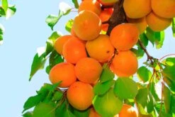 Tilton Apricot