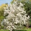Evereste Crabapple -Plant And Fruit Tree Store pommier d ornement evereste 592753 1