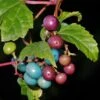 Variegated Porcelain Berry -Plant And Fruit Tree Store porcelain berry