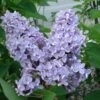 President Grevy Lilac 2 President Grevy Lilac -Plant And Fruit Tree Store presidentgrevy