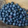 Weymouth Blueberry -Plant And Fruit Tree Store product 140228 1654541138 BLB107 3