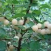 Blanca P. Tomentosa -Plant And Fruit Tree Store prunus tomentosa White