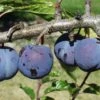 Purple Gage European Plum -Plant And Fruit Tree Store purple gage 1