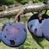 Royal European Plum Bundle No. 1 -Plant And Fruit Tree Store purple gage 1 490x735 crop cent gigapixel low res scale 2 00x b6056281 7c06 4bc6 ba50 987f8d0d0f5e