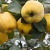 Aromatnaya Russian Quince -Plant And Fruit Tree Store quince