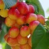 Rainier Cherry 1 Rainier Cherry -Plant And Fruit Tree Store rainier cherry 1