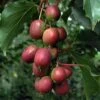Ken's Red Hardy Kiwi -Plant And Fruit Tree Store red