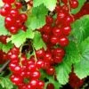 Redstart Red Currant -Plant And Fruit Tree Store red currant 3 1