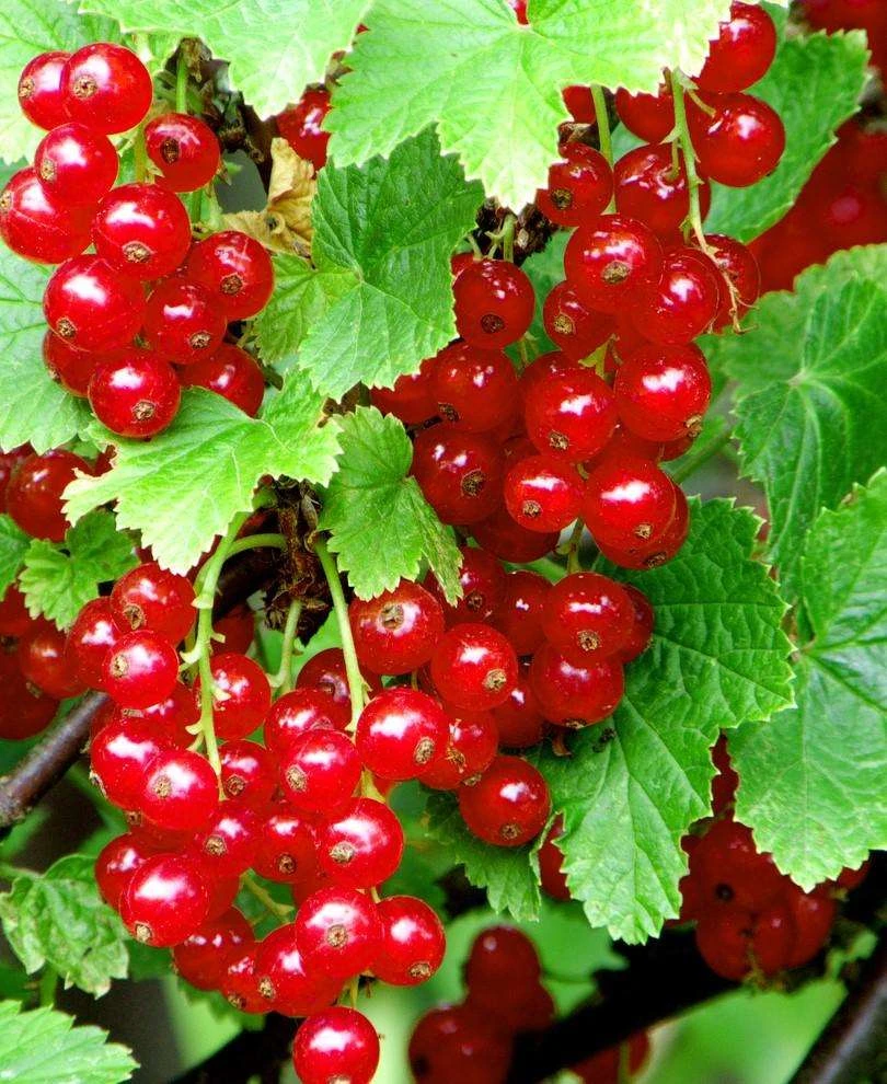 Redstart Red Currant 3 Redstart Red Currant