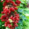 Rolam Red Currant 2 Rolam Red Currant -Plant And Fruit Tree Store red currant 4 1