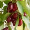 Red Star Cornus Mas -Plant And Fruit Tree Store red cornus mas