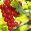 Rosetta Red Currant -Plant And Fruit Tree Store red currant
