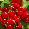 Tatran Red Currant 2 Tatran Red Currant -Plant And Fruit Tree Store red currant 2
