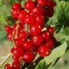 Cascade Red Currant -Plant And Fruit Tree Store red currant 5