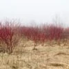 Red Osier Dogwood -Plant And Fruit Tree Store red osier dogwood