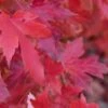 Red Sunset® Maple Tree -Plant And Fruit Tree Store redsunsetmaple