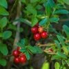 Regal Lingonberry -Plant And Fruit Tree Store regal lingonberry