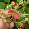 Regina Alpine Strawberry -Plant And Fruit Tree Store regina