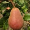Rescue European Pear 1 Rescue European Pear -Plant And Fruit Tree Store rescue pear 1 1