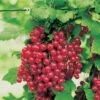 Red Jade™ Currant 2 Red Jade™ Currant -Plant And Fruit Tree Store ribesrubrumredlake