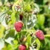 Rosanna Red Raspberry -Plant And Fruit Tree Store rosanna red raspberry 1