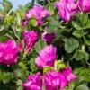 Rosa Rugosa 'Rubra' -Plant And Fruit Tree Store rose 1