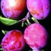 Rosy Gage™ European Plum -Plant And Fruit Tree Store rosy gage 1