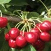 Royal Crimson Cherry -Plant And Fruit Tree Store royal crimson
