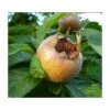 Royal Medlar -Plant And Fruit Tree Store royalmedlar