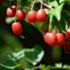 Red Gem™ Goumi -Plant And Fruit Tree Store s l1600 gigapixel very compressed scale 6 00x b7d54e58 b52c 4268 a1dd 2df1ab1d49a3