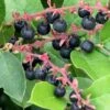 Salal 2 Salal -Plant And Fruit Tree Store salal 1