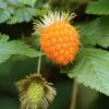 Salmonberry 1 Salmonberry -Plant And Fruit Tree Store salmonberry