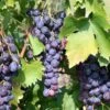 Saturn Seedless Grape -Plant And Fruit Tree Store saturn grape 1