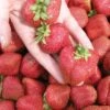 Seascape Strawberry Bundle (3 Packs) -Plant And Fruit Tree Store seascape 1 f9f64500 917d 477a b790 75976b75e8e3