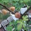 Little Ruby Fig -Plant And Fruit Tree Store secondaryLittleRuby 2