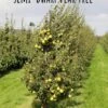 Nye Russet Barlett European Pear -Plant And Fruit Tree Store semi dwarf pear tree 5