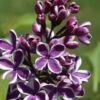 Syringa Sensation Lilac -Plant And Fruit Tree Store sensation