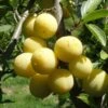 Parfume De September European Plum -Plant And Fruit Tree Store septembre mirabelle 1