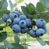 Sweetheart Blueberry -Plant And Fruit Tree Store shbb