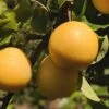 Combo Asian Pear Tree (3 Varieties) 1 Combo Asian Pear Tree (3 Varieties) -Plant And Fruit Tree Store shinseki asian pear 1