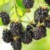 Cascade Blackberry -Plant And Fruit Tree Store shutterstock 1006064419 1