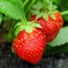 Holiday Strawberry -Plant And Fruit Tree Store shutterstock 104995331 1