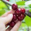 Combination Cherry Tree (5 Varieties) -Plant And Fruit Tree Store shutterstock 105168959 5d084631 6e6c 4241 80ba 5afb92f1e4f1 1