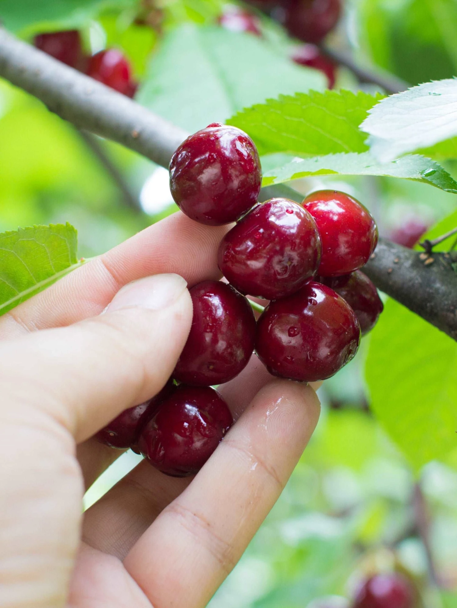 Combination Cherry Tree (5 Varieties) 3 Combination Cherry Tree (5 Varieties)