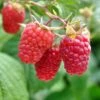Heritage Raspberry Bundle (5 Plants) -Plant And Fruit Tree Store shutterstock 106618970 1 6f035060 35c3 4a81 be93 9f932e425945